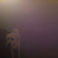 Buy Oneohtrix Point Never - Dog In The Fog (EP) Mp3 Download