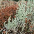 Buy The Tree Ring - Brushbloom Mp3 Download