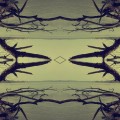 Buy Cicada The Burrower - The Stoic (EP) Mp3 Download