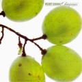 Buy Wilbert Longmire - Champagne (Vinyl) Mp3 Download