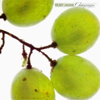 Purchase Wilbert Longmire - Champagne (Vinyl)