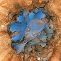 Purchase Bluebirds - Bluebirds (EP)