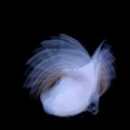 Buy Kira Kira - Feathermagnetik Mp3 Download