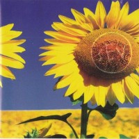 Purchase Sev - Sunflower