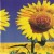 Buy Sev - Sunflower Mp3 Download