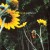 Buy Darden Smith - Sunflower Mp3 Download