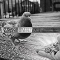 Buy Leveret - Beak (EP) Mp3 Download