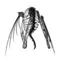 Buy Lotic - Heterocetera Mp3 Download