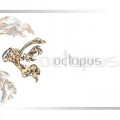 Buy Octopus - Octopus Mp3 Download