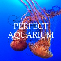Purchase Perfect Aquarium - Perfect Aquarium