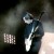 Buy David Gilmour - Westwood One (Live) (Vinyl) Mp3 Download