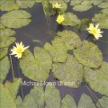 Buy Michael Moore Quintet - Osiris Mp3 Download