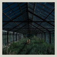 Purchase Foxing - Dealer