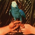 Buy Andrew Bird - Are You Serious (Deluxe Edition) Mp3 Download