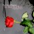 Buy The Green Pajamas - The Red, Red Rose (EP) Mp3 Download