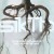 Buy Sikth - The Trees Are Dead & Dried Out...Wait For Something Wild Mp3 Download