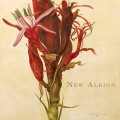 Buy Andy Gordon - New Albion Mp3 Download