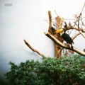 Buy Jacob Bellens - Polyester Skin Mp3 Download