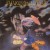 Buy Marillion - The Singles '82-'88: Sugar Mice CD10 Mp3 Download