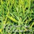 Buy Ian Moore - Ian Moore's Got The Green Grass Mp3 Download