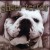 Buy Sheer Terror - Bulldog Edition CD1 Mp3 Download