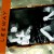 Buy Leeway - Born To Expire / Desperate Measures Mp3 Download