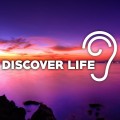 Buy Uppermost - Discover Life (CDS) Mp3 Download
