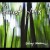 Buy Forrest York - Rainy Season Mp3 Download