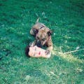 Buy Joyce Manor - Cody Mp3 Download