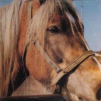 Purchase Terveet Kädet - The Horse