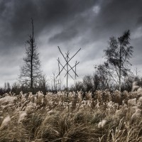 Purchase Wiegedood - De Doden Hebben Het Goed