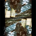 Buy Maggie Rogers - Dog Years (CDS) Mp3 Download