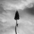 Buy Manchester Orchestra - A Black Mile To The Surface Mp3 Download