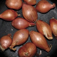 Purchase Ty Segall - Fried Shallots