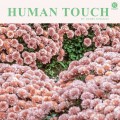 Buy Daniel Romano - Human Touch Mp3 Download