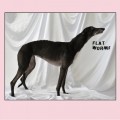 Buy Flat Worms - Flat Worms Mp3 Download