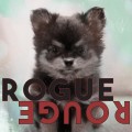 Buy Amber Liu - Rogue Rouge Mp3 Download