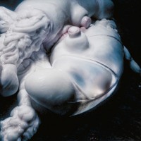 Purchase Björk - Arisen My Senses (Remixes)