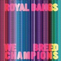 Purchase Royal Bangs - We Breed Champions