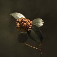 Purchase St. Paul & The Broken Bones - Young Sick Camellia