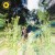 Buy Rex Orange County - Sunflower (CDS) Mp3 Download