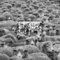 Buy Suicide Boys - Grey Sheep II (EP) Mp3 Download