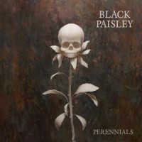 Purchase Black Paisley - Perennials