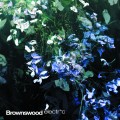 Buy VA - Brownswood Electric Mp3 Download