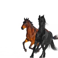 Purchase Lil Nas X - Old Town Road (Remix) (CDS)