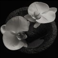 Buy Mike Patton & Jean-Claude Vannier - Corpse Flower Mp3 Download
