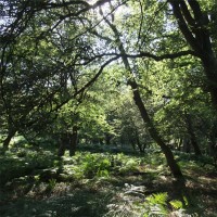 Purchase Afforested - Surviving Remnants Of The Medieval Greenwood