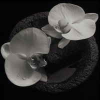 Purchase Mike Patton - Corpse Flower (& Jean-Claude Vannier)