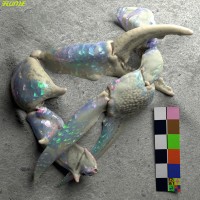 Purchase Flume - Let You Know (CDS)