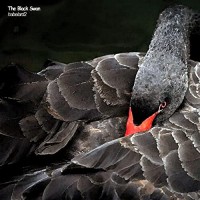Purchase habelard2 - The Black Swan